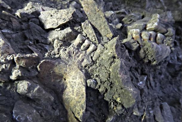 DNA was extracted from Thorin's fossilized bones.