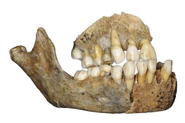 DNA was taken from this Neanderthal jawbone found in Scladina Cave in Belgium. (J. Eloy, AWEM, Archéologie andennaise)