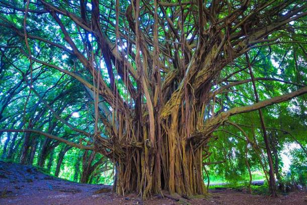 During Vat Purnima, women tie thread around banyan trees to disply their love for their husbands. (georgeburba / Adobe Stock)