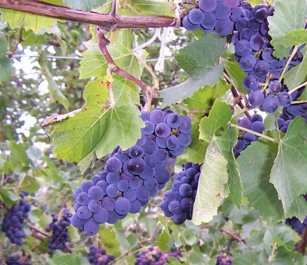 Dark grapes on the vine 