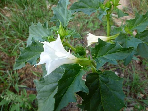 Datura stramonium. 