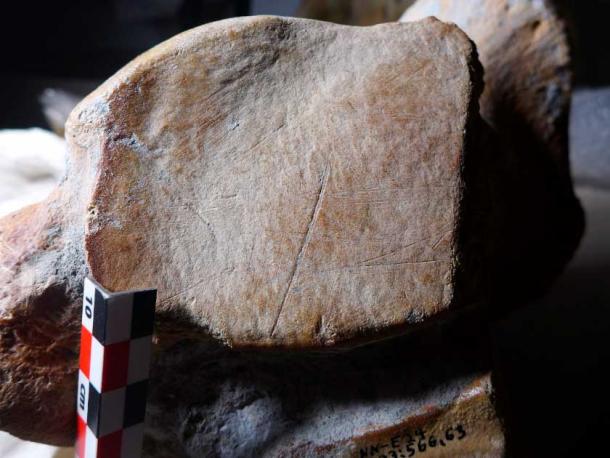 Deep cut marks on the heel bone of a male elephant (Individual E24), ~50 years of age at death. Easily visible with the naked eye, the longest cut mark in the center of the picture is c. 4 cm. Disarticulation of foot bones enabled access to the rich fat deposits in the elephant’s foot cushions (Wil Roebroeks/Science Advances)