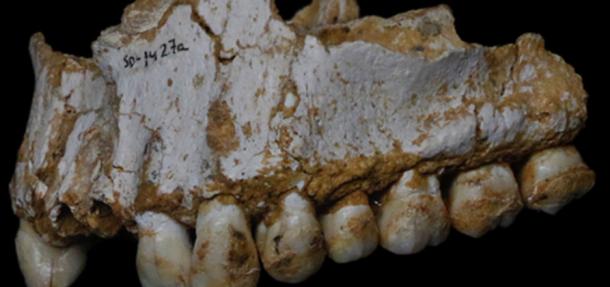 Dental calculus deposits show this Neadertal was eating poplar, a source of aspirin, and moulded vegetation including Penicillium fungus, source of a natural antibiotic. Paleoanthropology Group MNCN-CSIC, Author provided