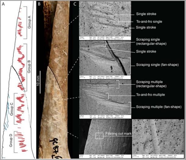 Details of the incisions on the engraved human bone. 