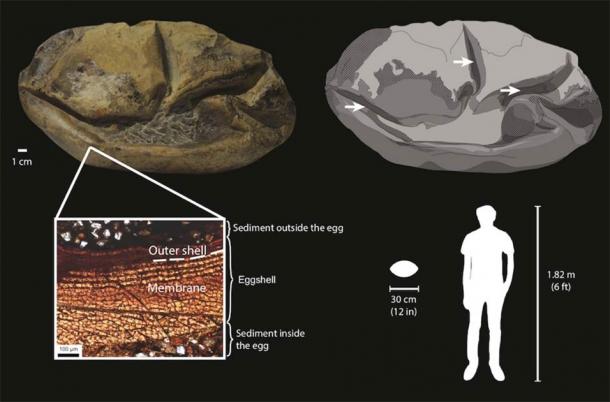 Diagram of the Antarctica fossil egg and its components. There is a cross section lower left. Its relative size to an adult human is shown bottom right. (Legendre et al. 2020 / University of Texas)