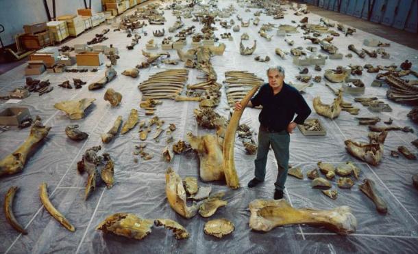 Prof. Dr. Dietrich Mania, the excavator of Neumark-Nord 1, amidst the bones of European forest elephants he recovered at the Neanderthal site. (Juraj Lipták / State Museum of Prehistory Halle)