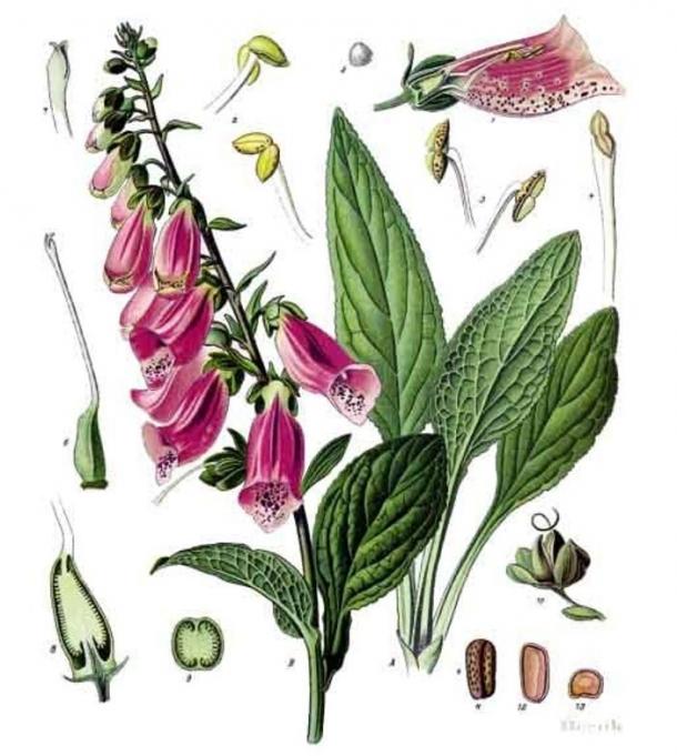 Illustration of Digitalis purpurea – a dangerous and toxic plant called Foxglove.  