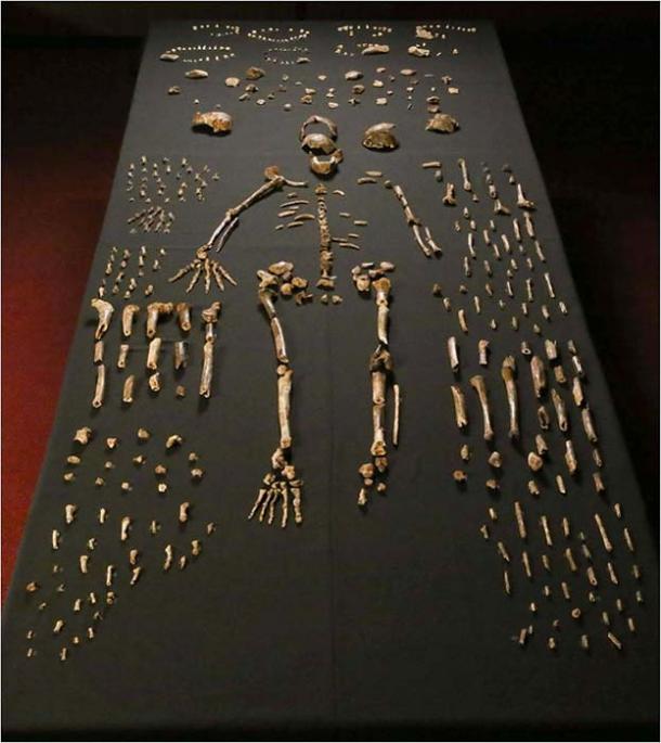 Dinaledi skeletal specimens.
