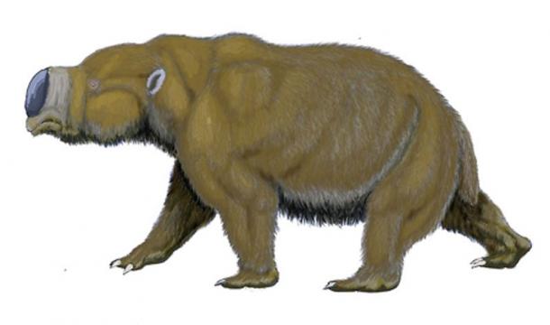 Diprotodon optatum – a giant marsupial from Pleistocene of Australia. (Dmitry Bogdanov/CC BY 3.0)