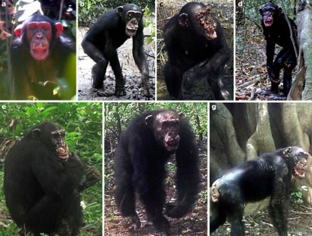 Disease progression of leprosy in chimpanzees at Cantanhez National Park, Guinea-Bissau. (Hockings et. al. / nature)