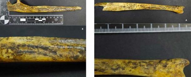 Distinct black marks found on the bones. (Image: © Danuta Żurkiewicz, Science in Poland)