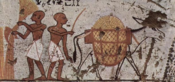 Donkey in an Egyptian painting c. 1298–1235 BC