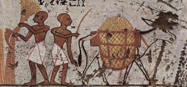 Burro en una pintura egipcia c. 1298-1235 aC