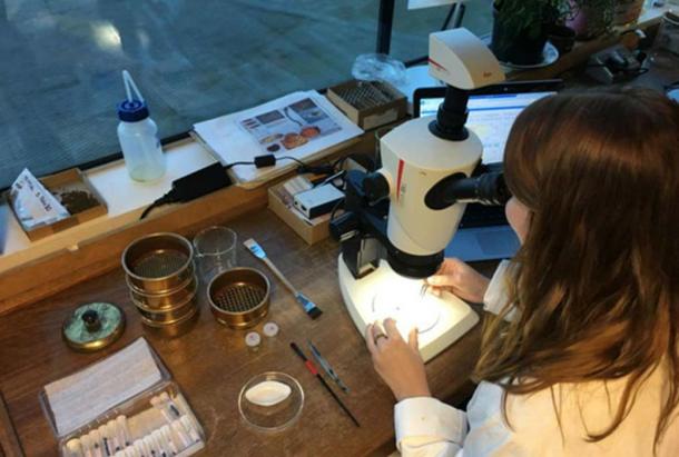 Dr. Lara Gonzalez exams the sample. (GOV.UK / Open Government License v1.0)