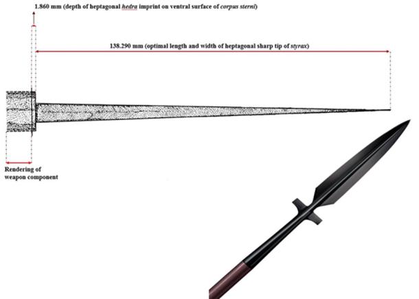 On Left - Drawing of the seven-pointed styrax that killed the ancient man. On Right – Close up of styrax spear. (Anagnostis Agelarakis / CC BY-SA 4.0)