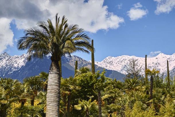 During the Eemian period palm trees grew in the Alaskan Panhandle. (freedom_wanted / Adobe)