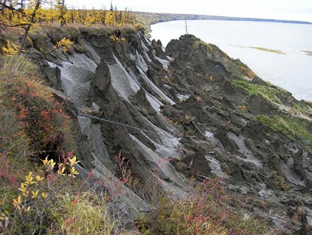 Duvanny Yar, area of permafrost where one of the worms was gathered. (Image: Nikita Zimov)