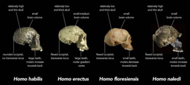 Early human species from the Stone Age. (Animalparty / CC BY-SA 4.0)