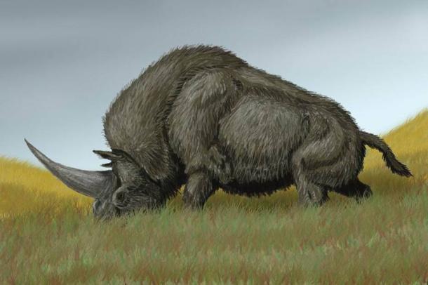 Artist’s impression of an Elasmotherium sibiricum