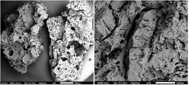Scanning Electron Microscope images of carbonized food remains. Left: The bread-like food found in Franchthi Cave. Right: Pulse-rich food fragment from Shanidar Cave with wild pea. (Ceren Kabukcu/Antiquity Publications Ltd)