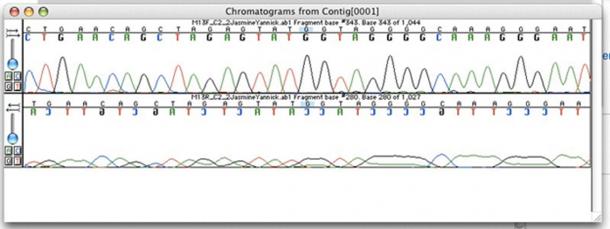Electropherograms are commonly used to sequence portions of genomes. (Tom David / Public Domain)