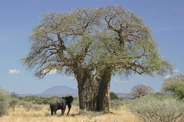 An Elephant feeding from a baobab, Tanzania. 