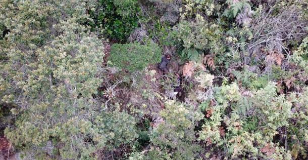 Elmore, Ioannis and Ashley struggle through the thick foliage of the forest