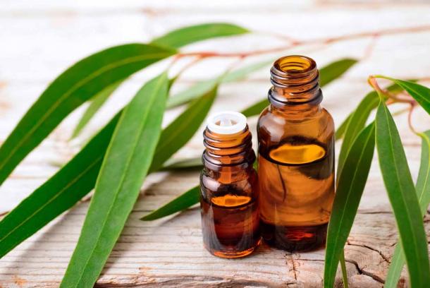 Eucalyptus essential oil is used in Ayurvedic medicine to help drain mucus congestion. (amy_lv / Adobe Stock)
