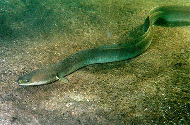 What beast did John fish out of the river? Image of European eel (Anguilla anguilla)