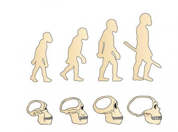 Evolution of the human brain from bigger to bigger still and then suddenly 3,000 years ago it starts to shrink. (kotjarko / Adobe Stock)