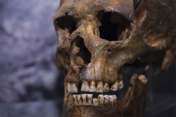 Los genetistas evolutivos realizaron un estudio del genoma neandertal utilizando restos encontrados en cuevas en Rusia y Croacia. (gerasimov174 / Adobe Stock)