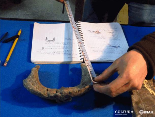 Exámenes de varios huesos recuperados del nuevo dinosaurio en México han permitido a los investigadores afirmar que se trata de una nueva especie. (INAH)