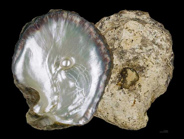 Example of a pearl oyster shell of the type that can be found in Fiji and Tahiti