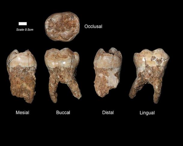 Example of ancient human teeth from the Qesem Cave, Israel. 