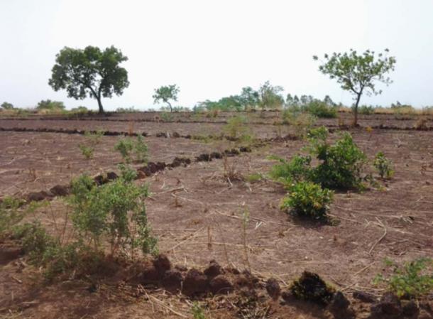 Example of the cordons pierreux farming technique. 