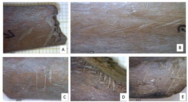Ejemplo de marcas de corte encontradas en huesos en el sitio de la Edad de Hielo de Galilea. (Tikva Steiner / Universidad Hebrea)