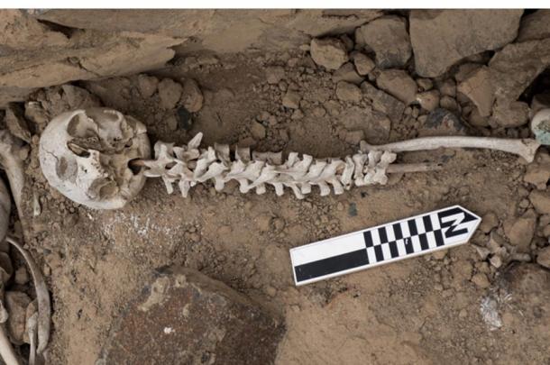 Example of a spine on a stick found in the Chinca Valley, Peru. (Jacob L. Bongers / Antiquity Publications Ltd)