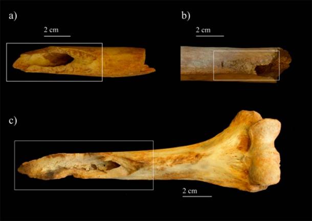 Examples of fresh fractures from Marmoles cave: (a) right humerus; (b) left femur; (c) right humerus (Z. Laffranchi/PLoS ONE)
