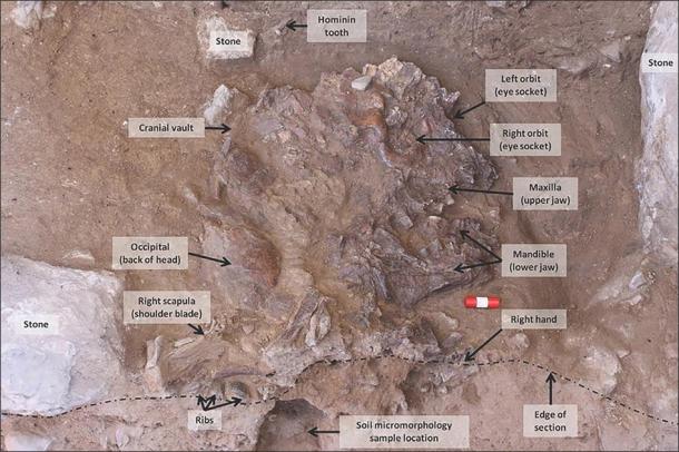 Excavated Neanderthal skull. (G. Barker / Antiquity Publications Ltd)