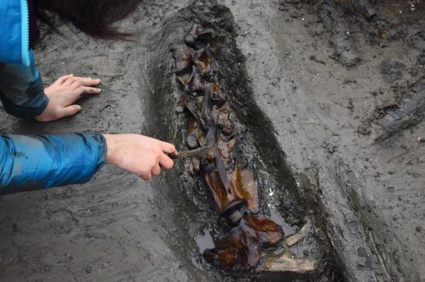 Excavating animal bones found buried in the muck at the site.
