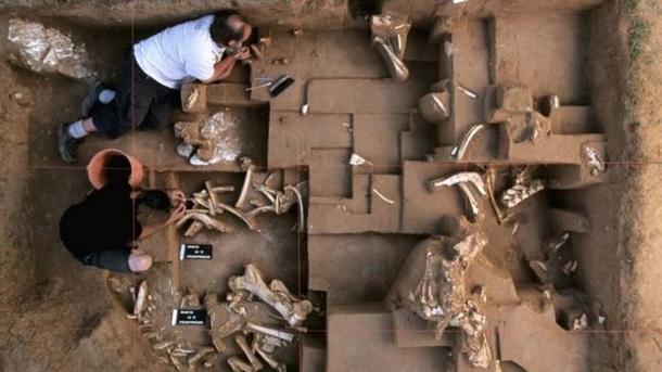 Excavations at the Untermassfeld site in Germany have provided more than more than 14,000 large animal bones. 