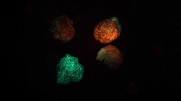 Experiences are recorded by living robots through color changes. (Doug Blackiston / Tufts Now)