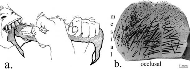 a. Experimental evidence suggests labial scratches were produced when material was processed with one hand pulling the object and the other cutting it with a stone tool. Here is a right-hander pulling with the left and cutting with the right. b. The dense concentrations of striations show that the tooth surface was repeatedly modified by a stone tool and the majority of striations are right oblique. The black dot “bubbles” are artifacts of the casting and sputter-coating.