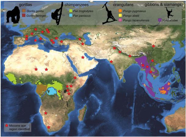 Distribución de los grandes simios existentes y fósiles en el planeta. Cifra del último estudio. (Revisión de ScienceMag)
