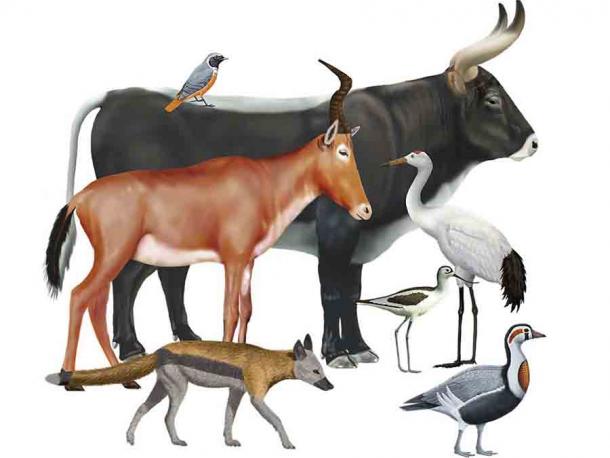 Guide to the Extinct Animals of Ancient Egypt argues that certain animals in ancient Egyptian art may represent species which are now extinct, such as the extinct goose under discussion here. (Anthony Romilio)