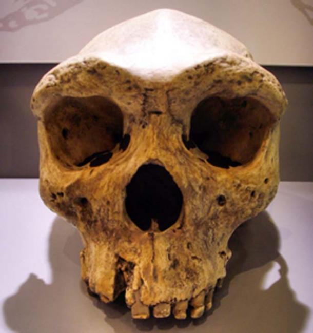Extinct species of archaic hominids from 130,000 years ago. (Gerbil / CC BY-SA 3.0)