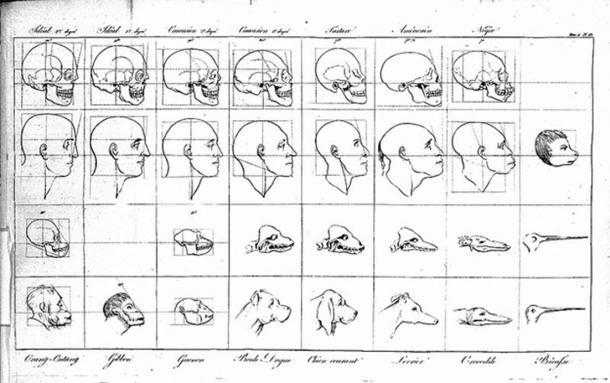 Faces demonstrating points of physiognomy, Lavater, 1806-1809.