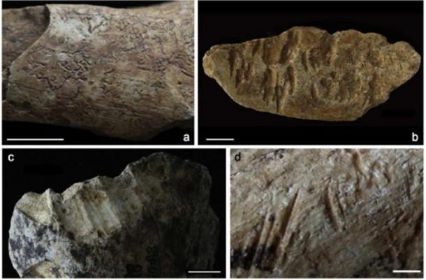 Faunal remains from Ma'anshan damaged by root etching (a), carnivore gnawing (b), porcupine gnawing (c), and butchery (d). Scales = 1 cm
