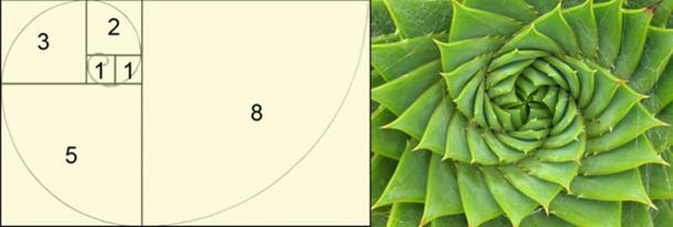 The Fibonacci Sequence (CC BY 3.0) and Spiral aloe. (CC BY SA 2.0) Leonardo Fibonacci was one of Michael Scot’s students.