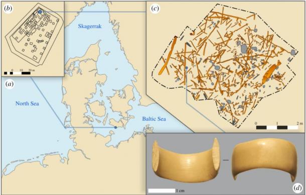 Figure 1. (a) Location of the site on the southern part of Lolland, Denmark. (b) Overview of site MLF906-II where the ring was found in the northern part. (c) Digitized archaeological wood and stones found in a small section of the site, from where the ring was found. Digitization based on seven three-dimensional models obtained by Structure from Motion. (d) Photograph of the ring. (Theis Jensen et al. The Royal Society Publishing)